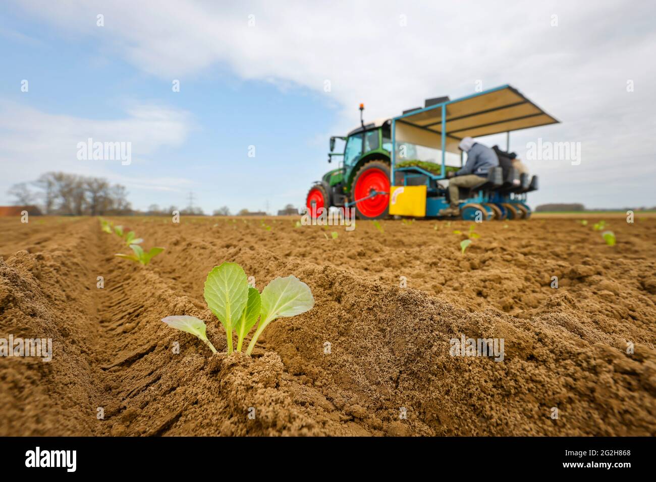 Welver, Soest district, Sauerland, North Rhine-Westphalia, Germany - vegetable cultivation, field workers on a planting machine put white cabbage plants in the freshly tilled field. Stock Photo