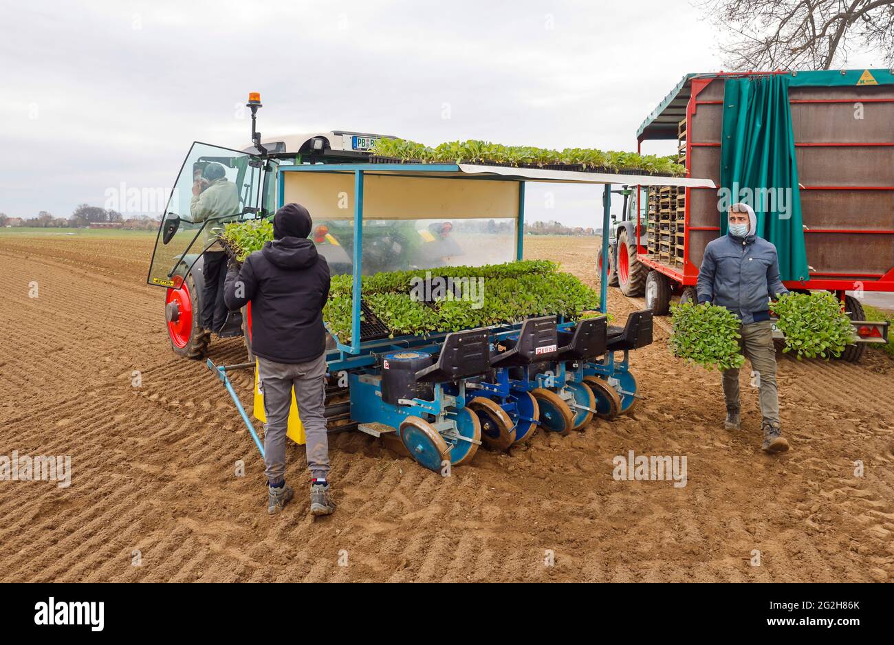 Welver, Soest district, Sauerland, North Rhine-Westphalia, Germany - vegetable cultivation, field workers on a planting machine put white cabbage plants in the freshly tilled field. Stock Photo