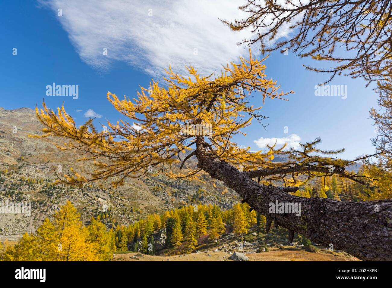 Autumn in the Vallée de la Clarée, near Névache, France, Provence-Alpes-Côte d'Azur, Dep. Hautes-Alpes Stock Photo