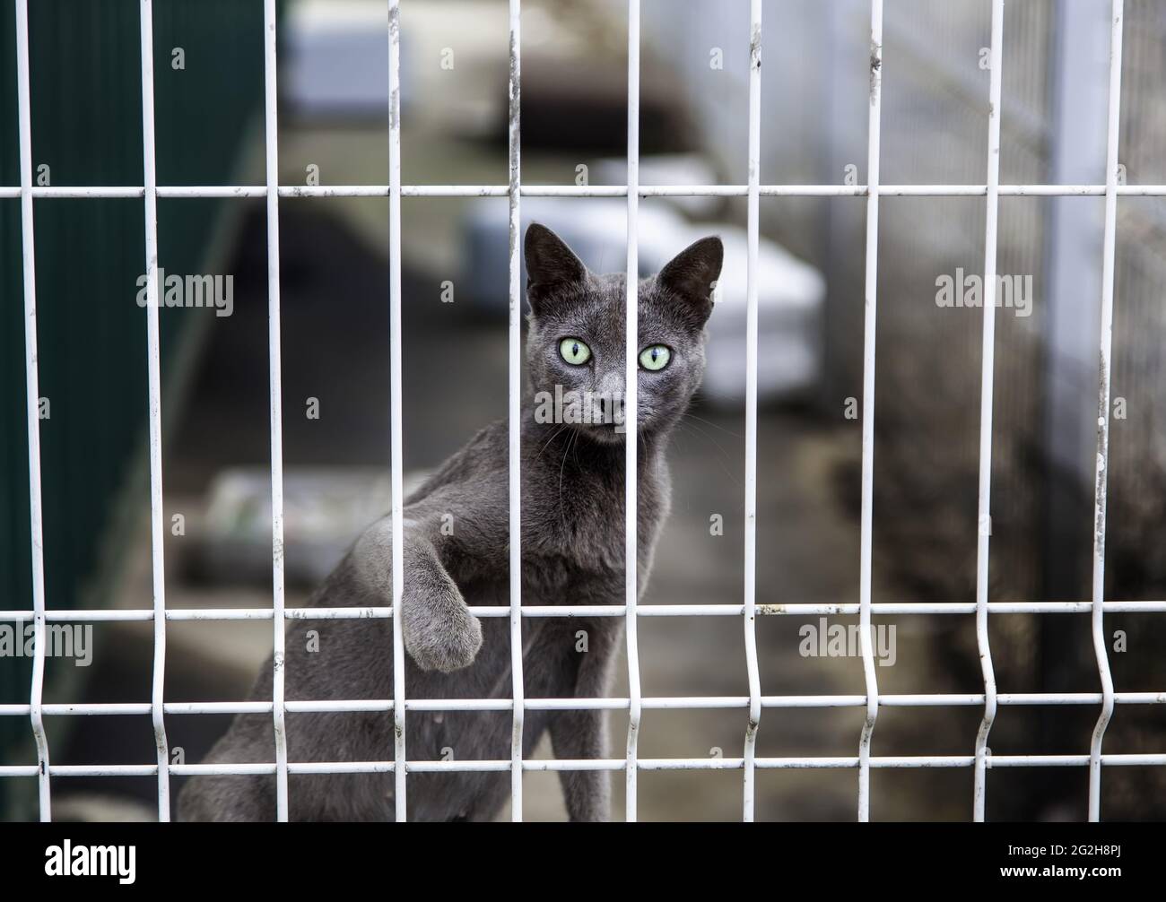 Stray cat locked behind fence, wild animals, pets Stock Photo Alamy