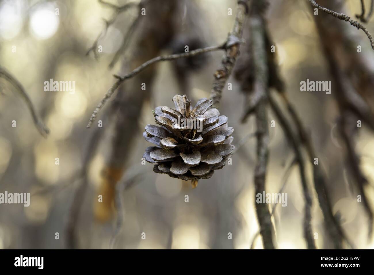 Detail of pine fruit, nature and outdoors, caring for the environment Stock Photo