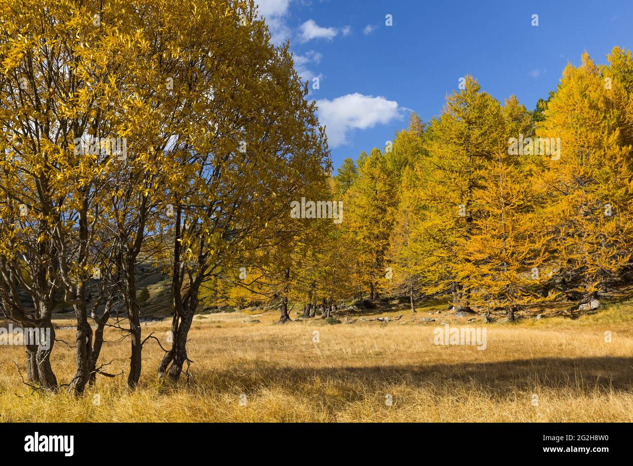 Autumn in the Vallée de la Clarée, near Névache, France, Provence-Alpes-Côte d'Azur, Dep. Hautes-Alpes Stock Photo