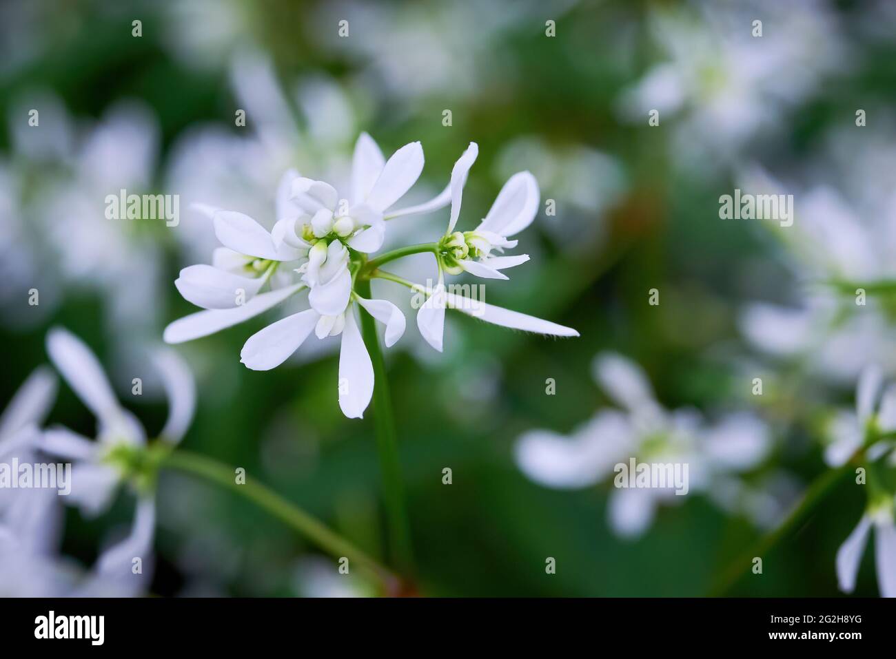 Euphorbia 'Diamond Frost' plant with white flowers (Euphorbia hypericifolia  Stock Photo - Alamy
