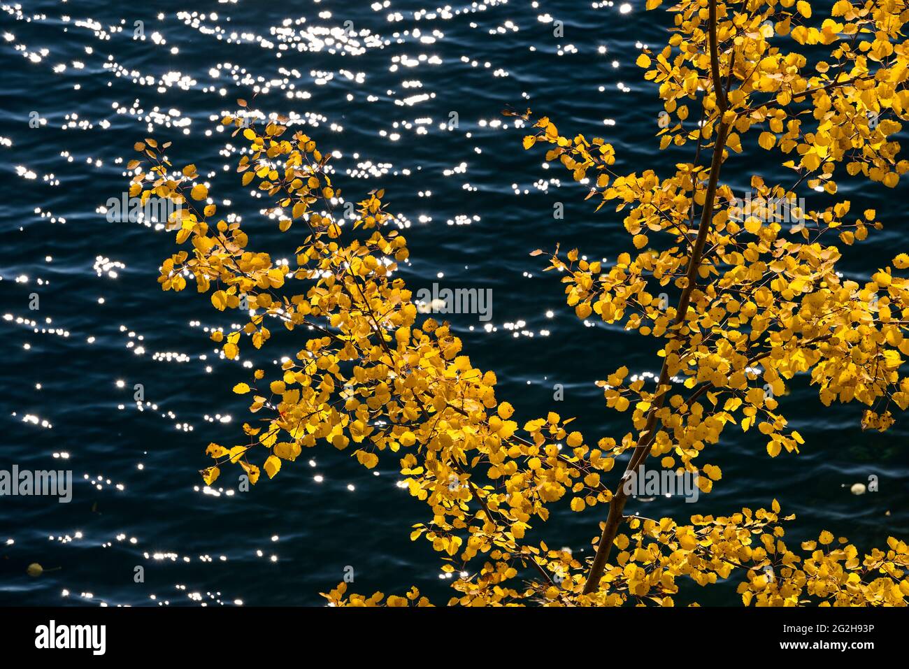 colorful aspen leaves over dark water, Germany, Hesse, Lahn-Dill-Bergland Nature Park Stock Photo