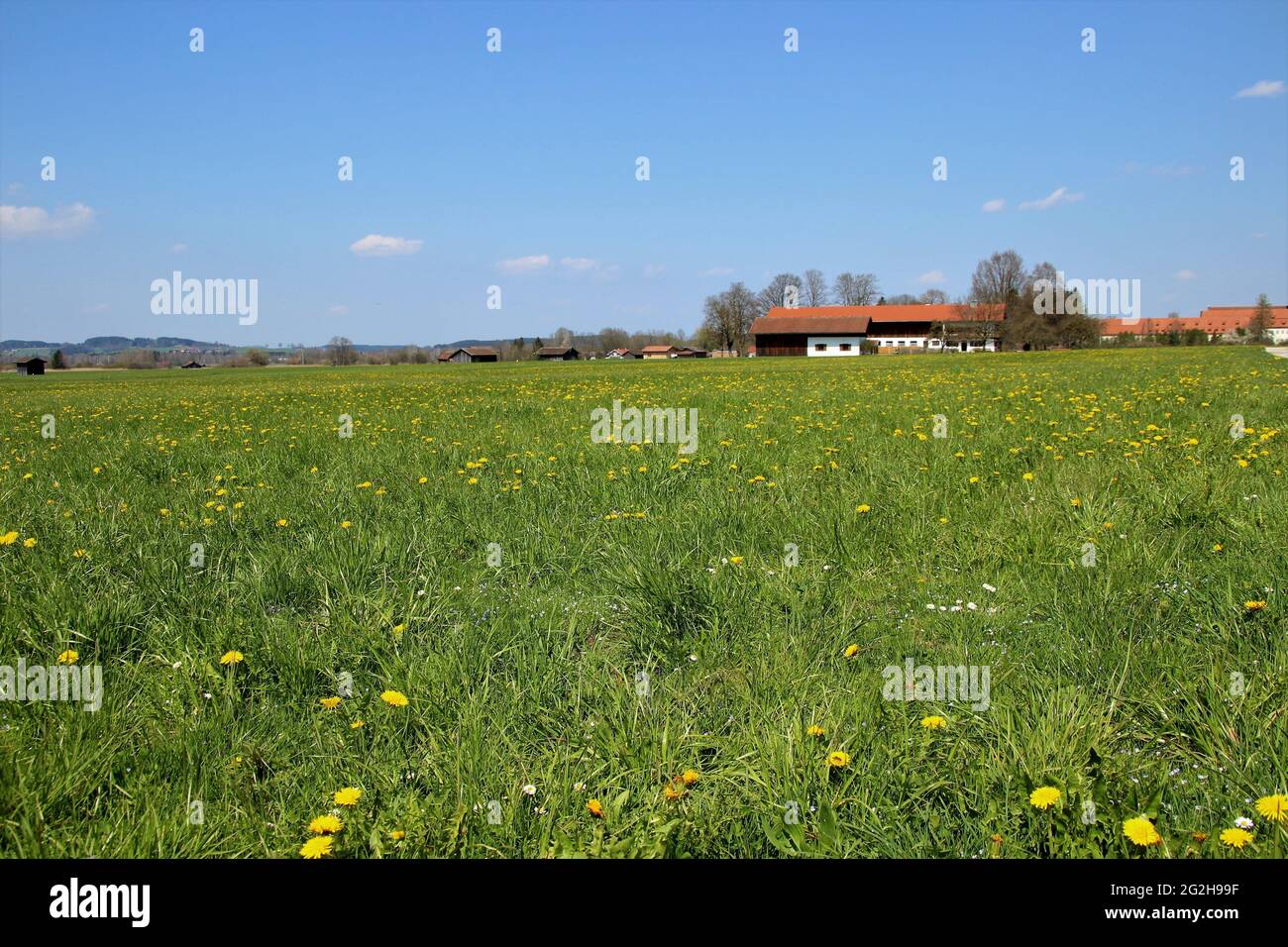 Dandelion meadow with farm near Benediktbeuern, blue sky, Germany, Bavaria, Upper Bavaria, Tölzer Land Stock Photo