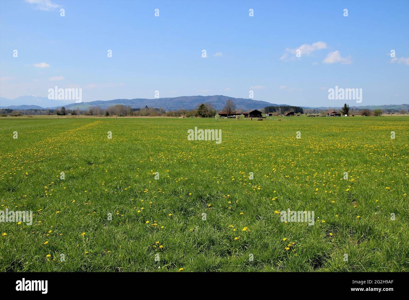 Dandelion meadow near Benediktbeuern, blue sky, Germany, Bavaria, Upper Bavaria, Tölzer Land Stock Photo