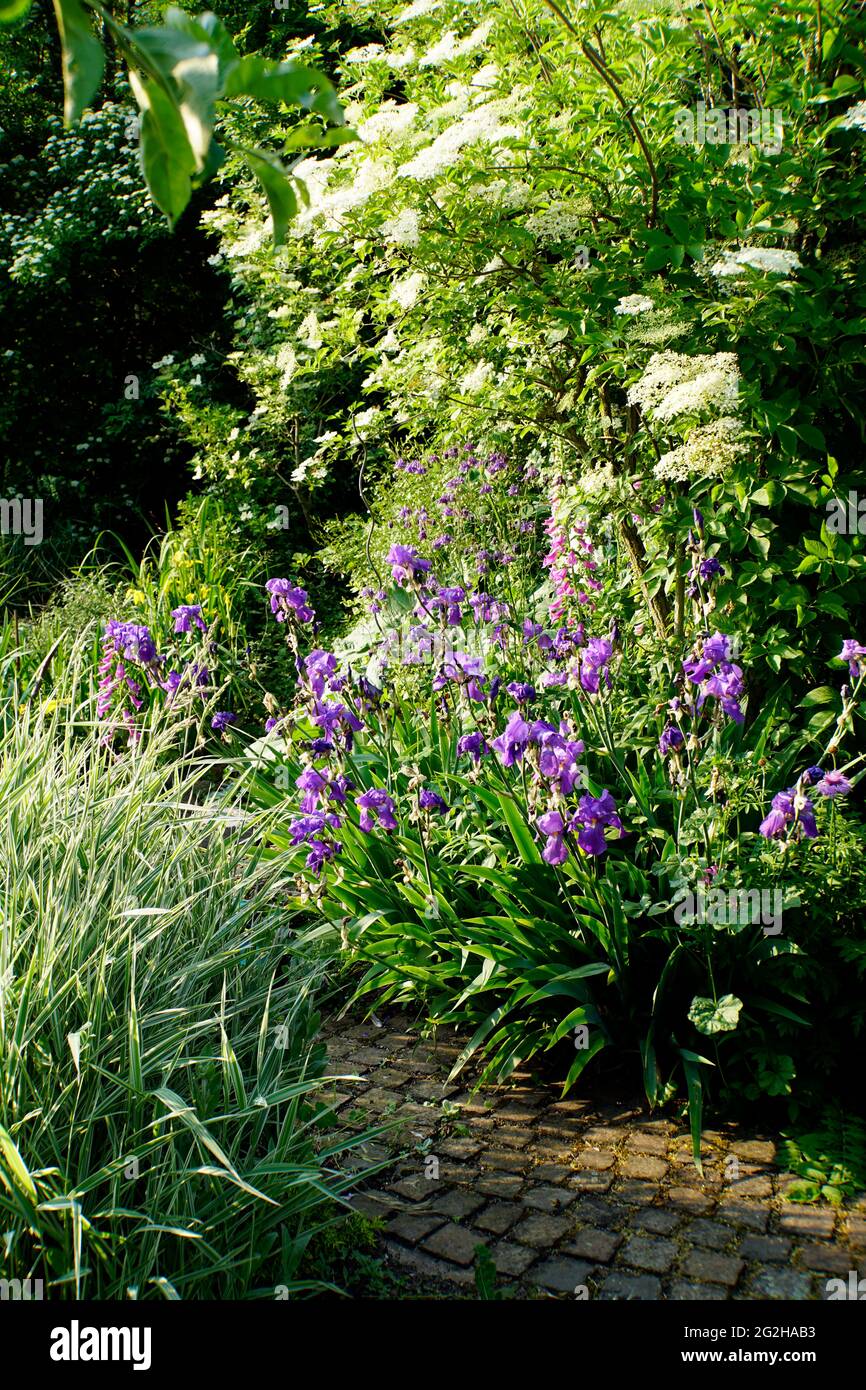 Deutsche Schwertlilie (Iris × germanica), auch Ritter-Schwertlilie, Blaue  Schwertlilie, blühende Pflanze im Garten Stock Photo - Alamy