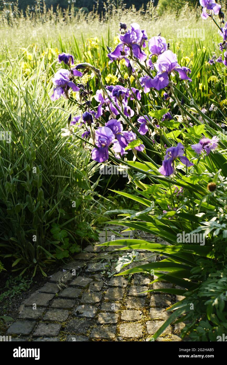 Deutsche schwertlilie hires stock photography and images Alamy