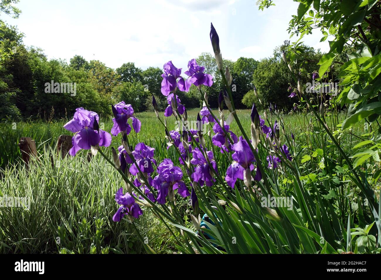 Deutsche Schwertlilie (Iris × germanica), auch Ritter-Schwertlilie, Blaue  Schwertlilie, blühende Pflanze im Garten Stock Photo - Alamy