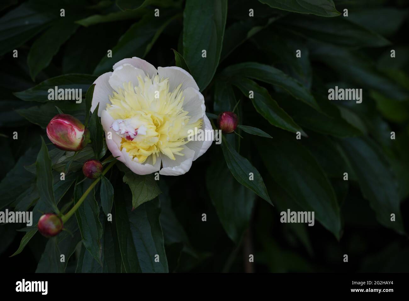 Blüte einer wunderschönen aufgegangenen Pfingstrosenblüte mit etlichen noch geschlossenen Knospen gegen das Grün ihrer Blätter Stock Photo
