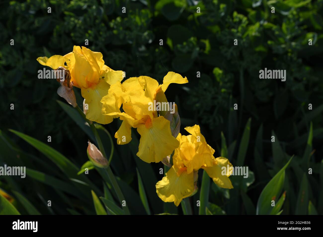 3 herrlich blühende gelbe Sumpf-Schwertlilien (Iris pseudacorus) im Blumenbeet Stock Photo