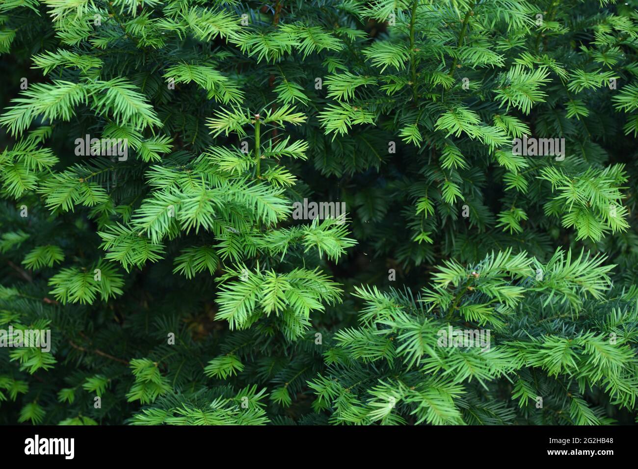 frisch ausgetriebene Eibensprösslinge mit ihrem hellen grün gegen die älteren Zweige einer Taxiu baccata Stock Photo