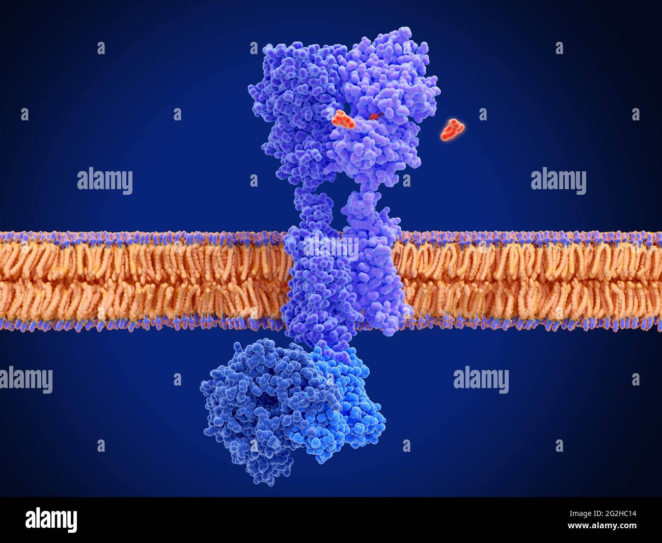 GABA-B receptor activation, molecular model Stock Photo