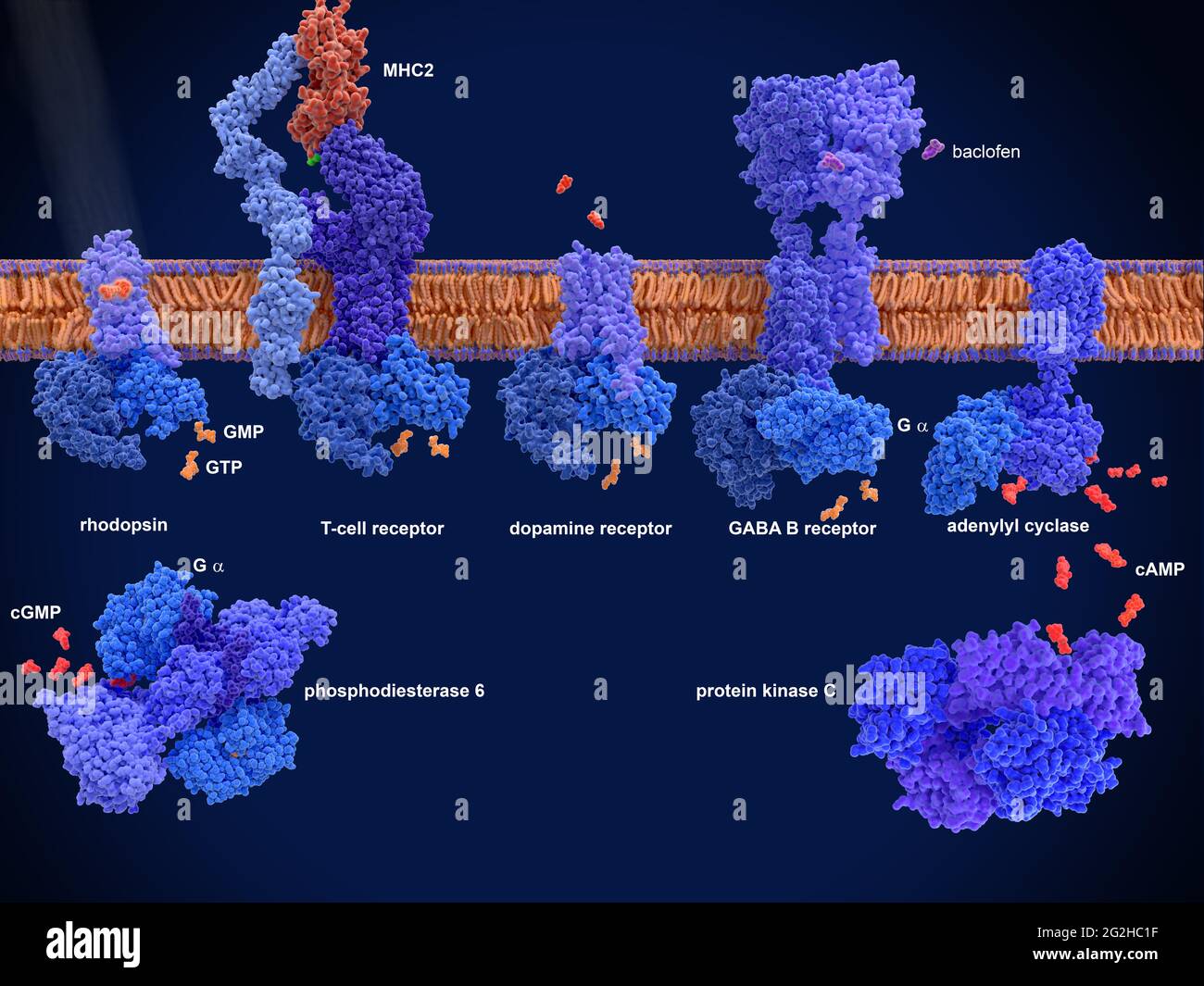 G protein-coupled receptors, molecular model Stock Photo