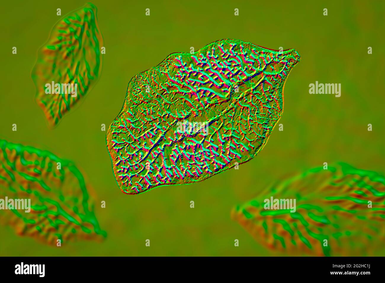 Liver fluke, illustration Stock Photo