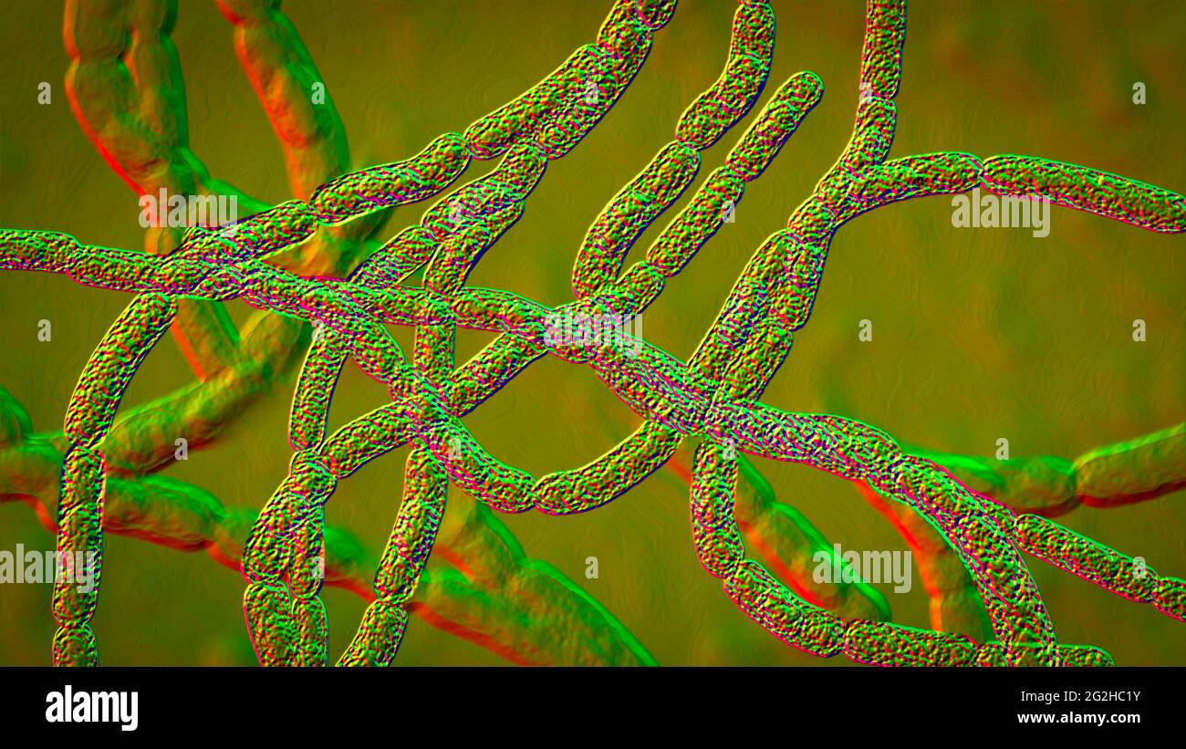 Anthrax bacteria, illustration Stock Photo