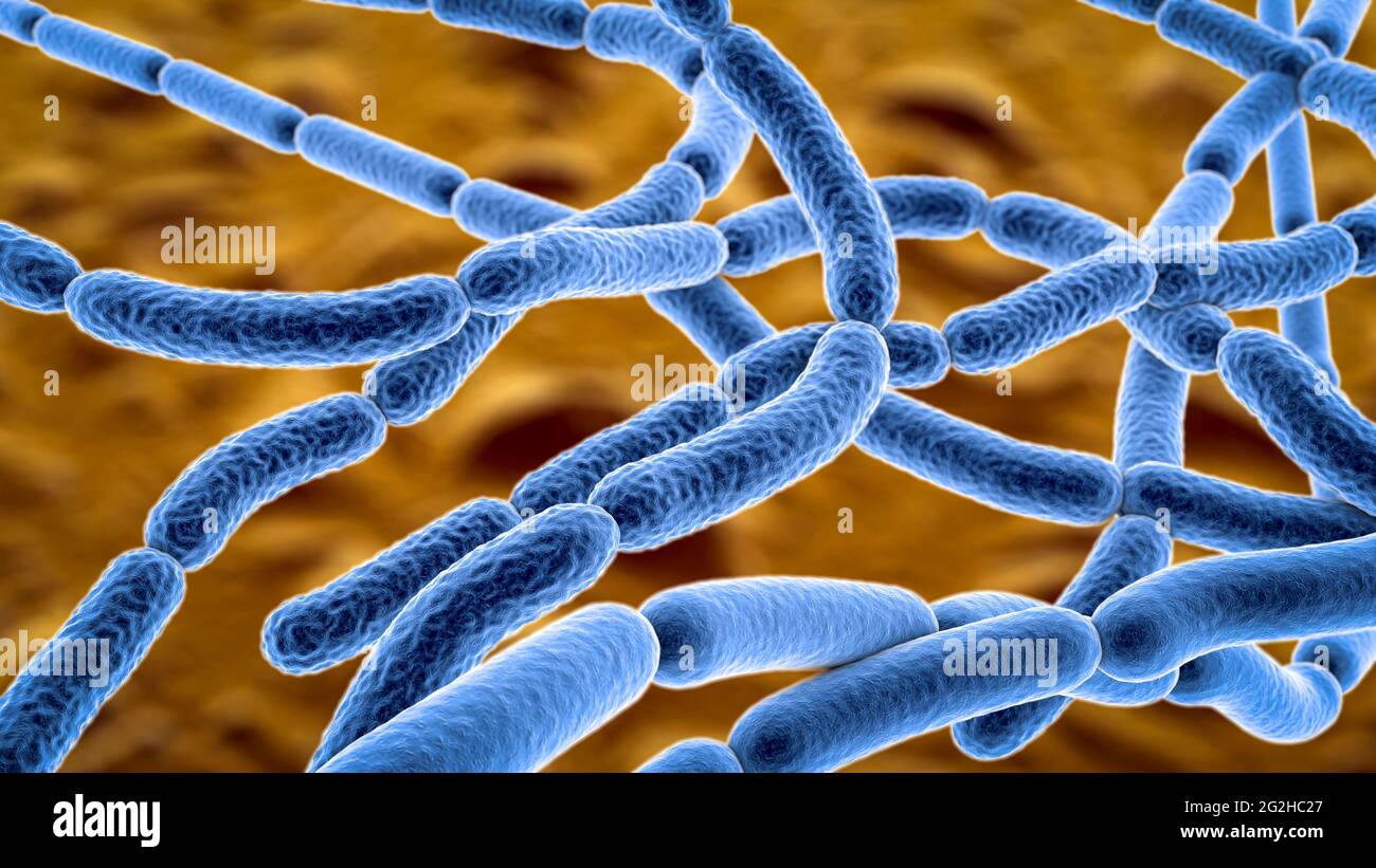 Anthrax bacteria, illustration Stock Photo - Alamy