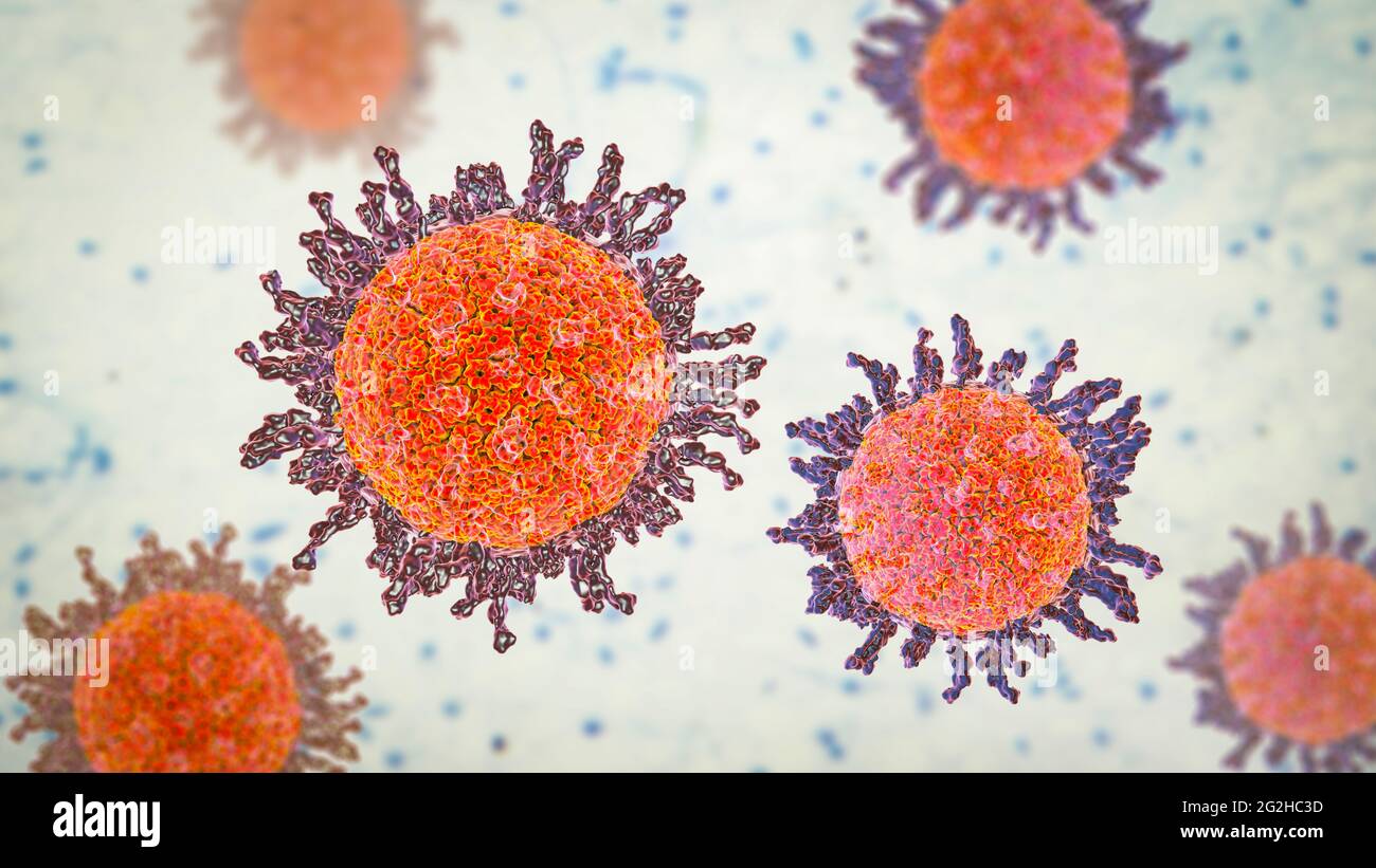 Herpes simplex virus, illustration Stock Photo