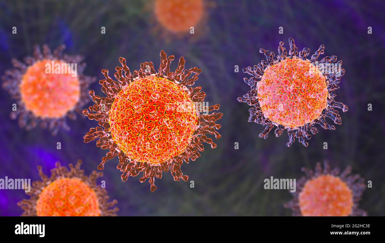 Herpes simplex virus, illustration Stock Photo