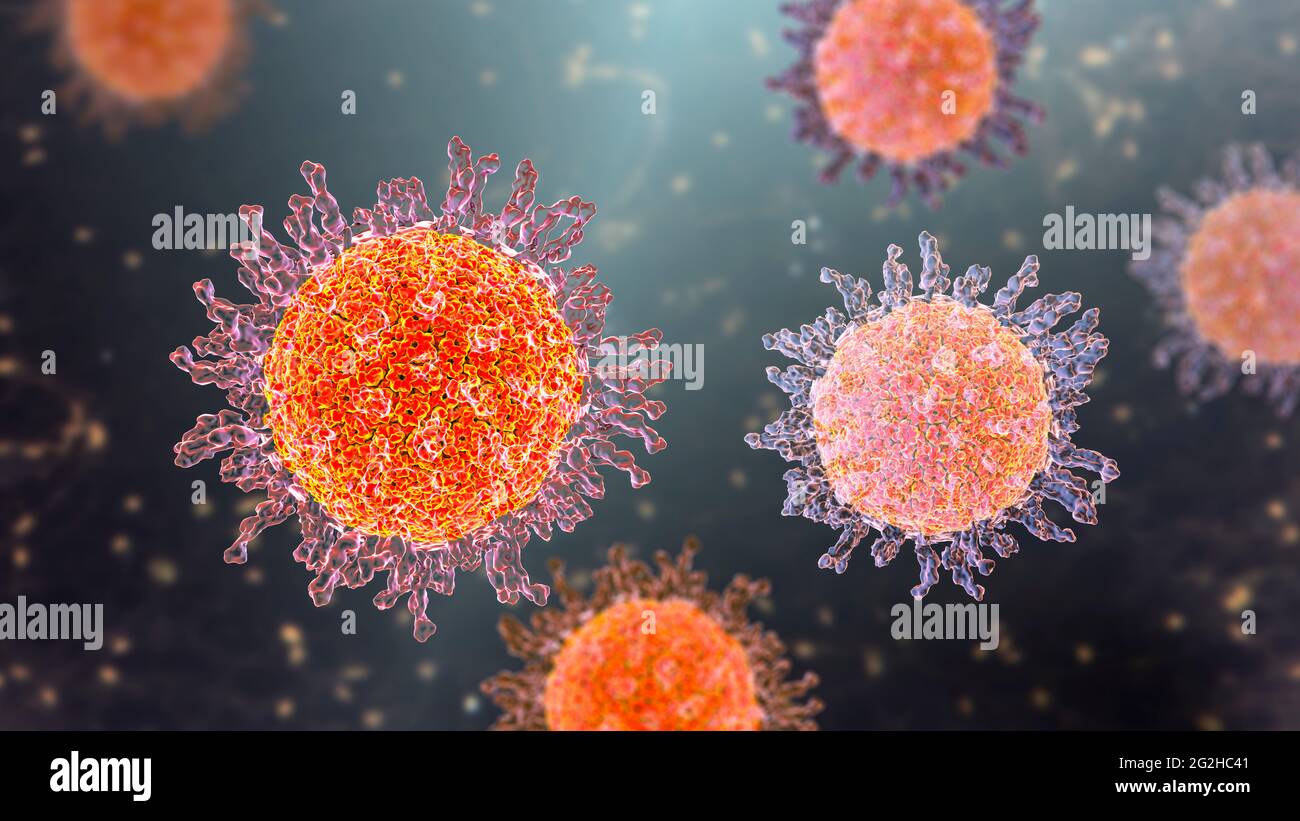 Herpes simplex virus, illustration Stock Photo