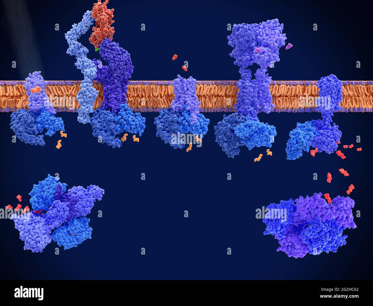 G protein-coupled receptors, molecular model Stock Photo