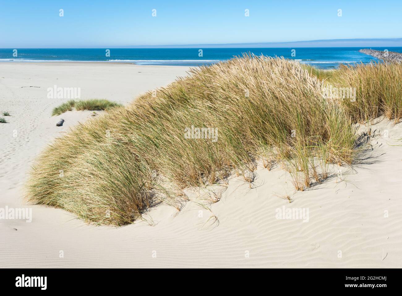 Grass on a sand dune at South Beach on the central Oregon Coast.  The Pacific Ocean forms the background under a clear blue sky on a  summer morning Stock Photo