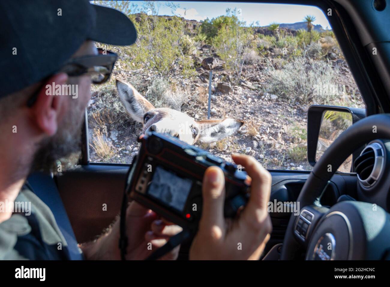 A donkey walks up to the car on Route 66, historic highway that runs