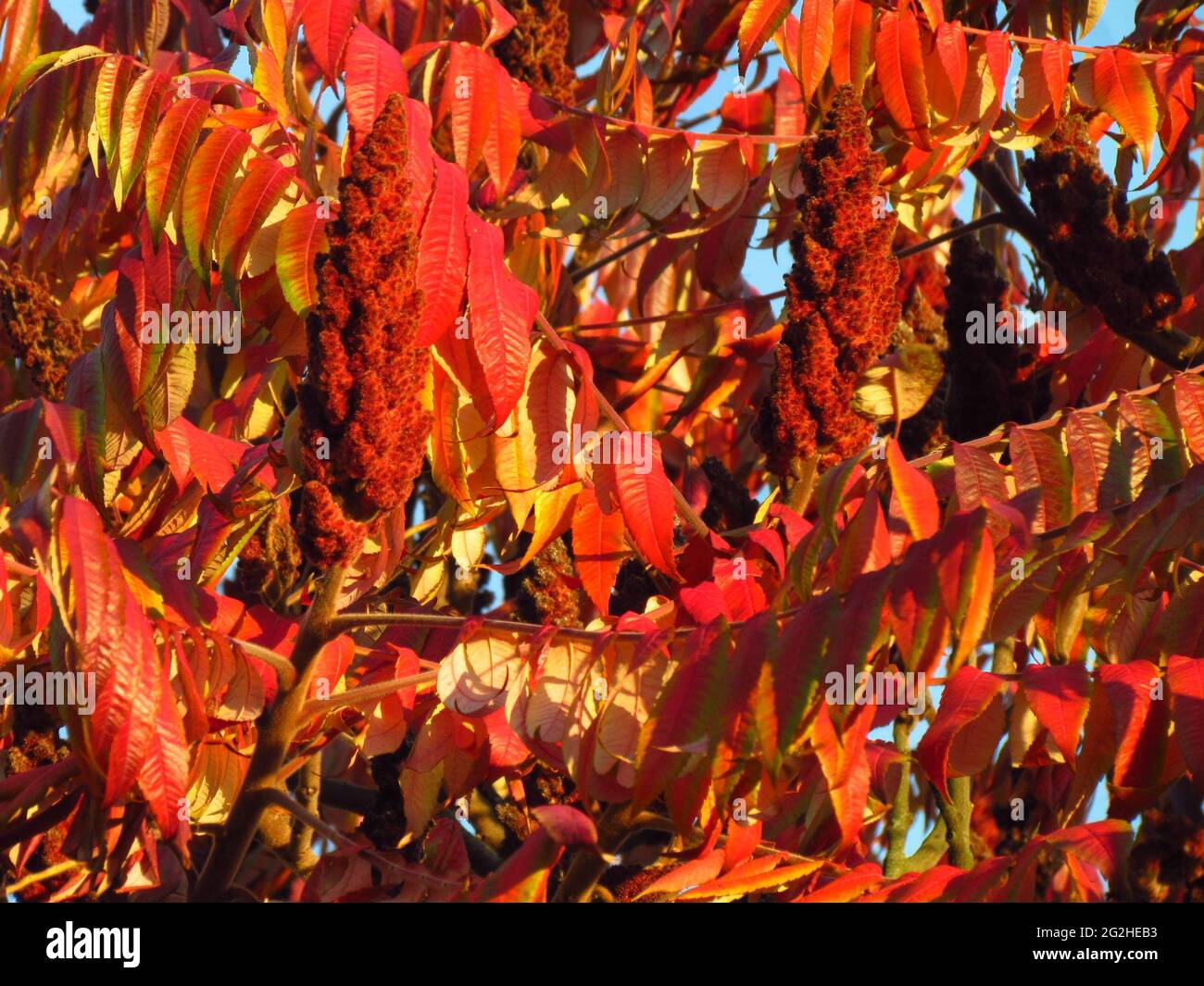 Sumac macro hires stock photography and images Alamy