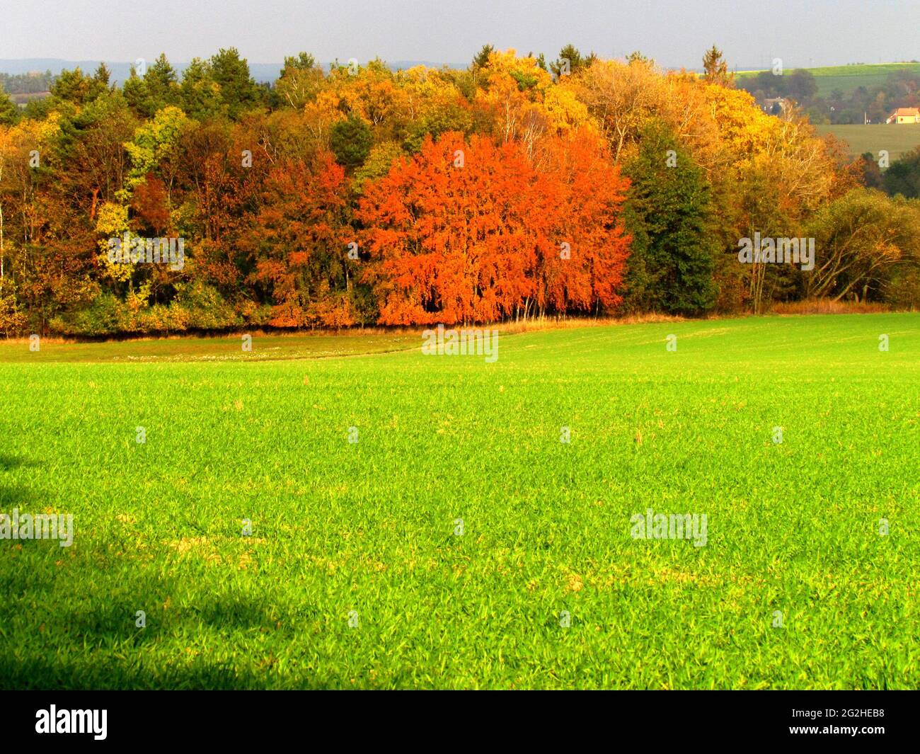 Leafy forest hi-res stock photography and images - Alamy