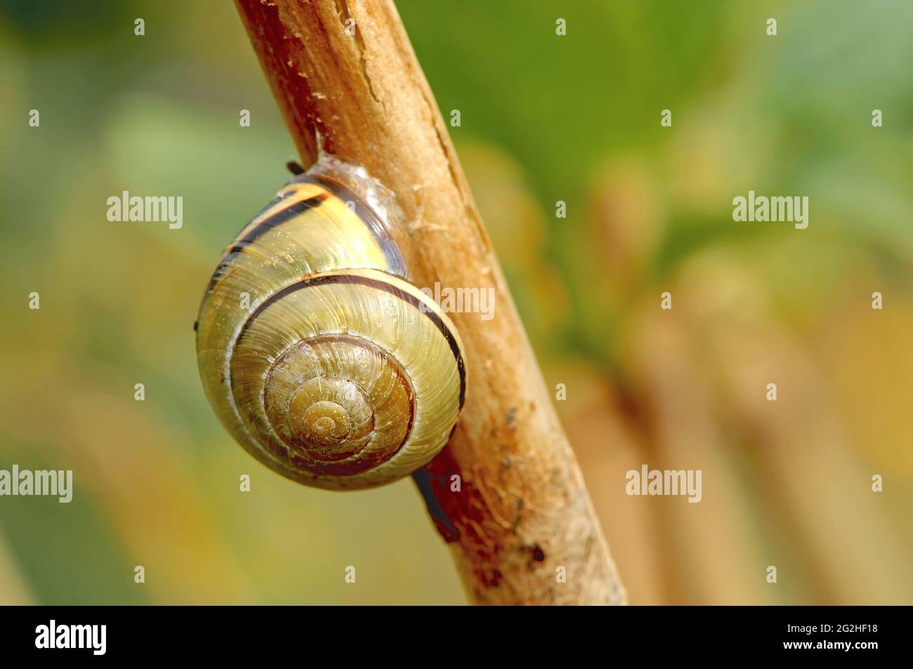 Common Garden Snail (Cornu aspersum) on a branch Stock Photo Alamy