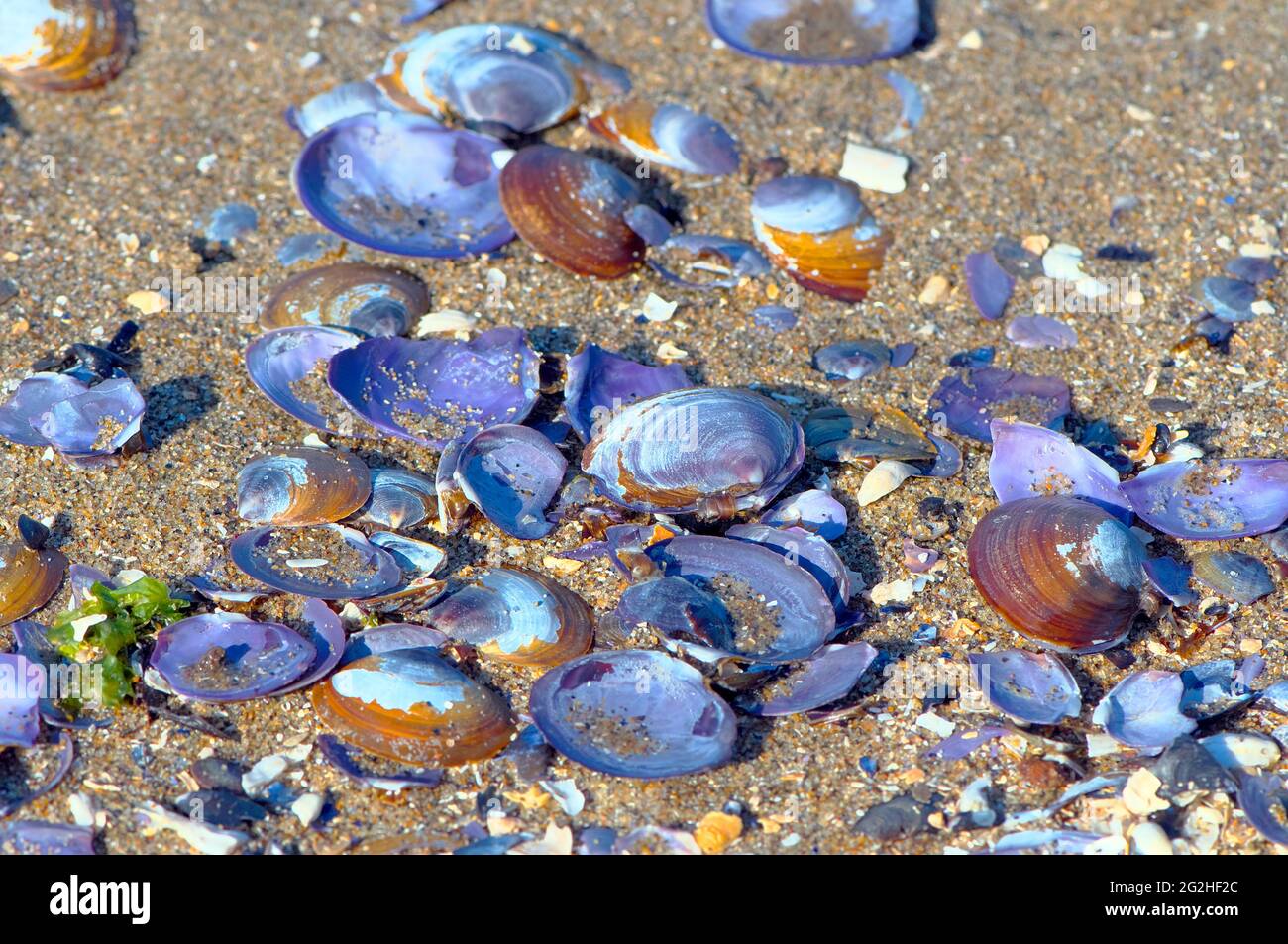 30 Purple Rock seashells 
