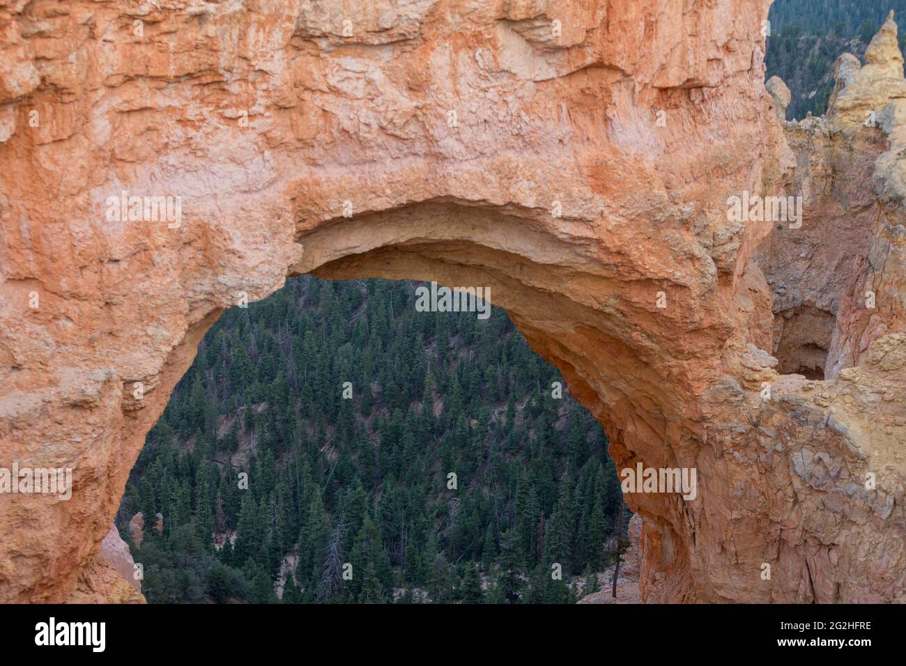 Natural Bridge, a massive 85-ft. red-rock arch carved out of sedimentary red rock by geologic forces over millions of years. Bryce Canyon National Park, Utah, USA Stock Photo