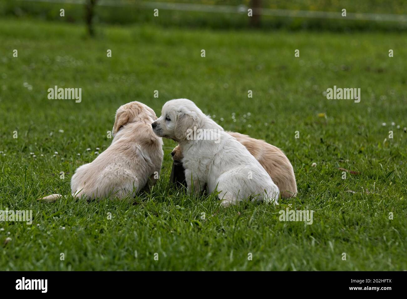 Golden Retriever pups playing in a green grass feild Stock Photo - Alamy