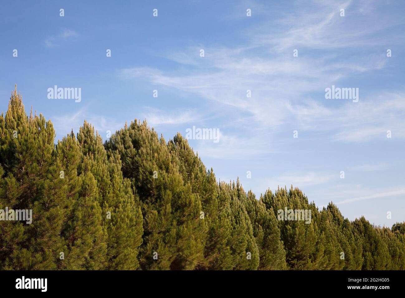 Cypress trees in the Eram Garden, in Shiraz, Iran Stock Photo