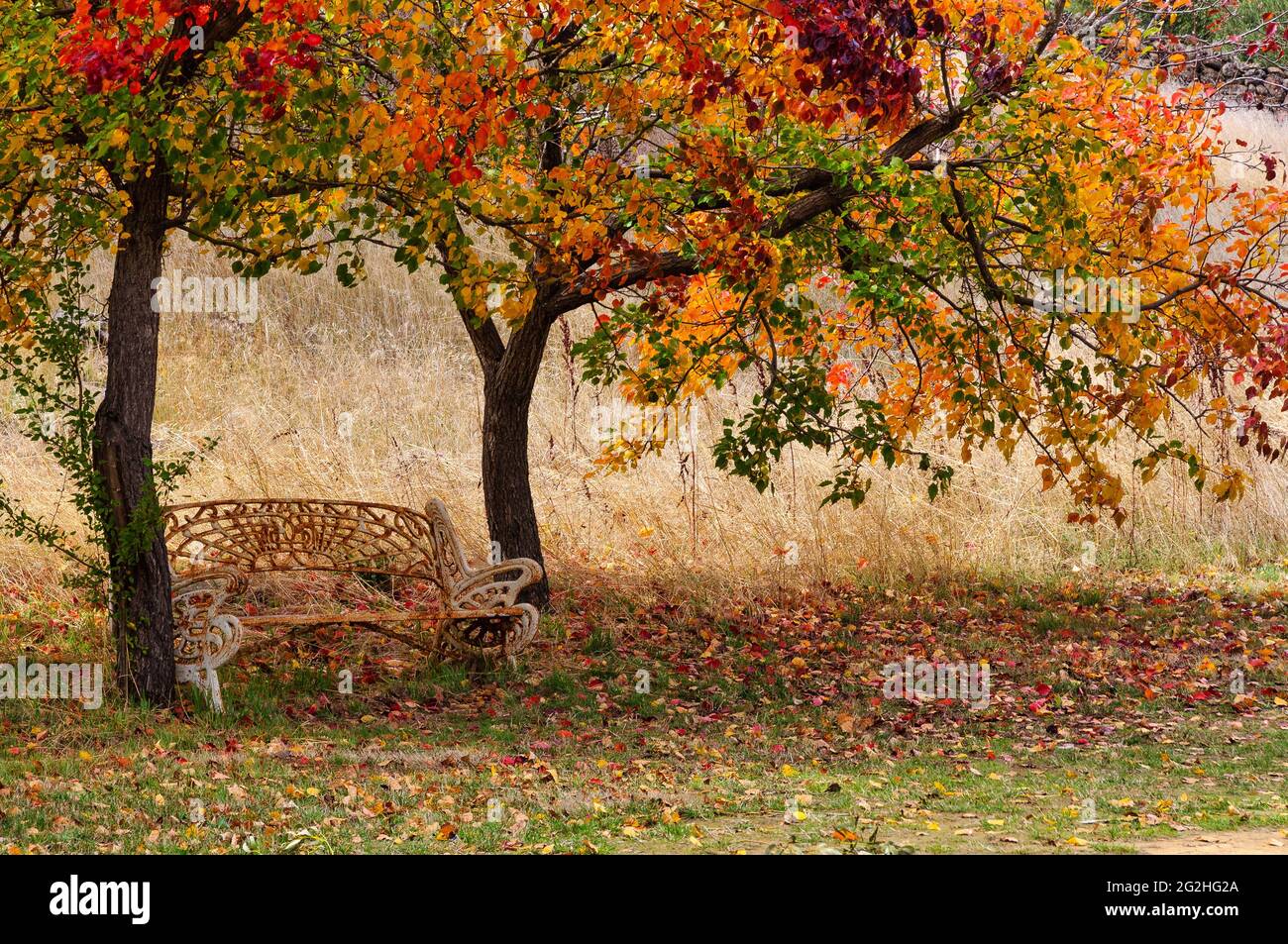 Old rusty bench under the trees Shepherds Flat, Victoria, Australia