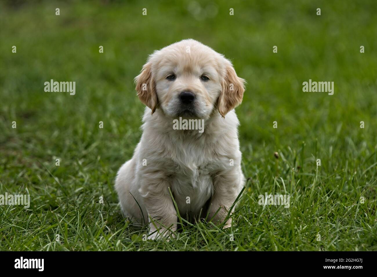 Golden Retriever pups playing in a green grass feild Stock Photo - Alamy