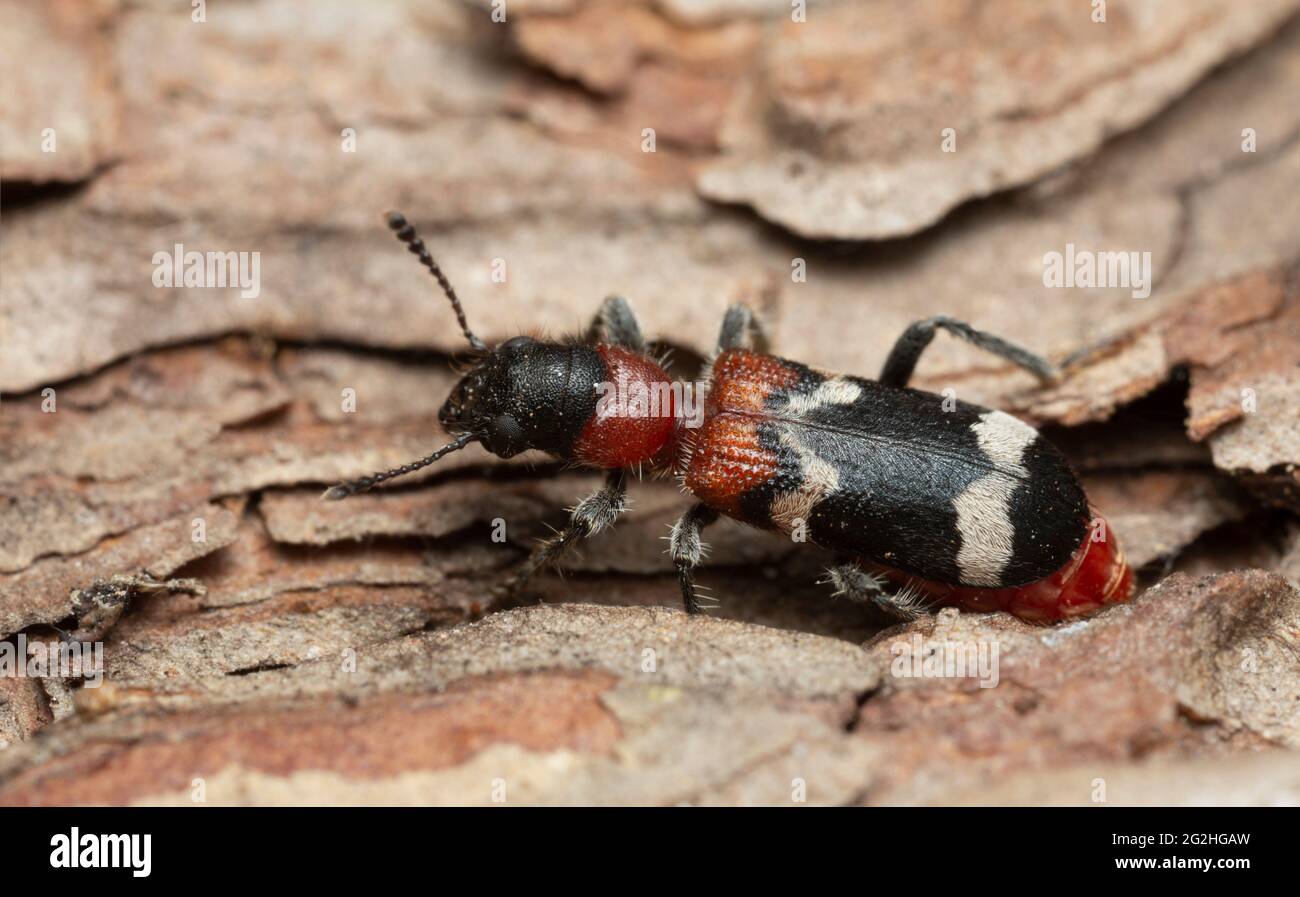 Female ant beetle, Thanasimus formicarius laying eggs in pine wood, macro photo Stock Photo
