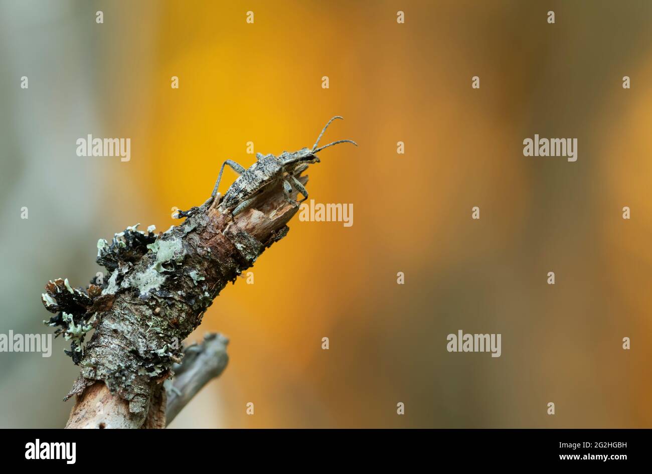 Longhorn beetle, Rhagium inquisitor on wood Stock Photo