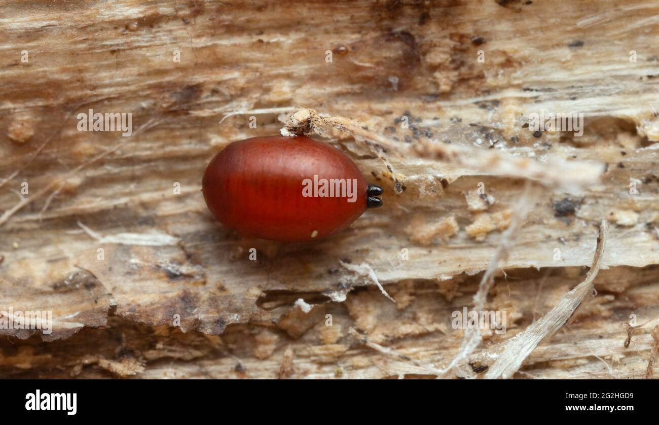Diptera pupa on wood Stock Photo