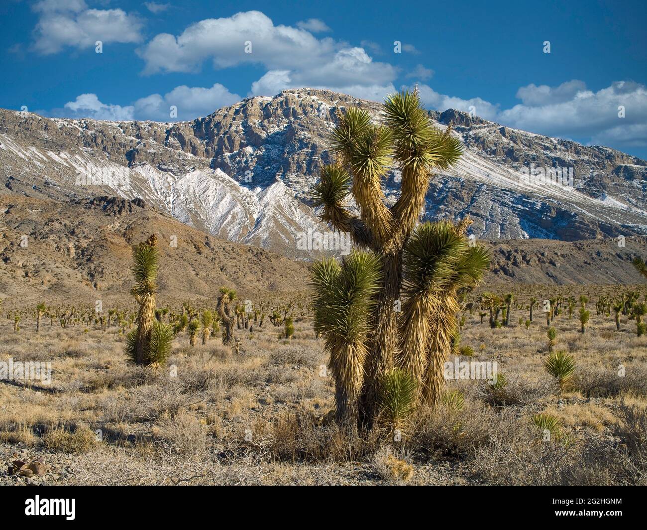 Joshua Trees, Death Valley National Park, California / Nevada, USA, Stock Photo