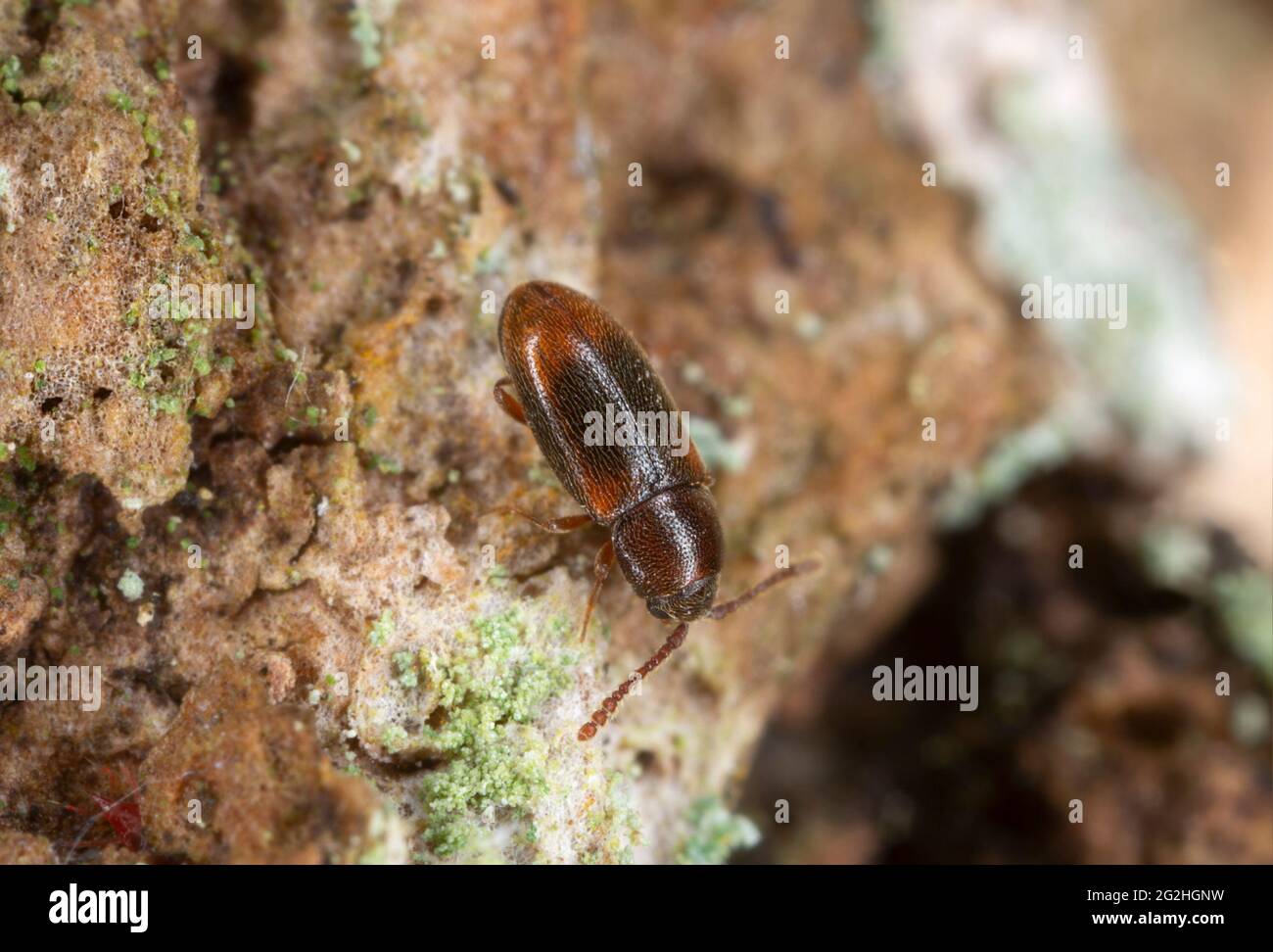 Silken fungus beetle, Atomaria affinis on aspen wood photographed with high magnification Stock Photo