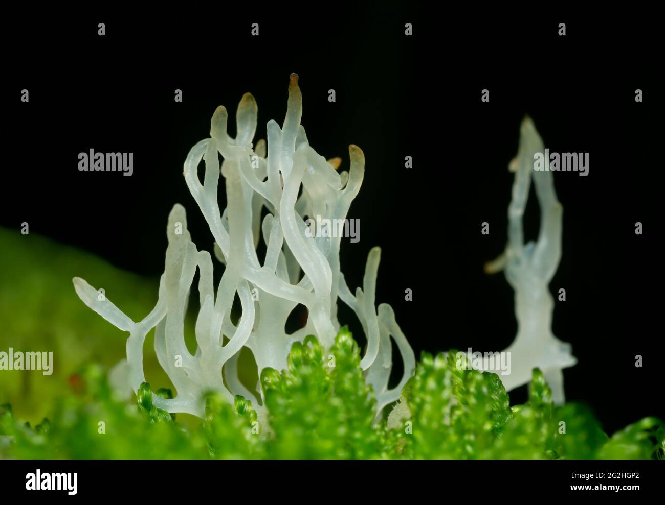 Lentaria epichnoa growing in natural environment Stock Photo