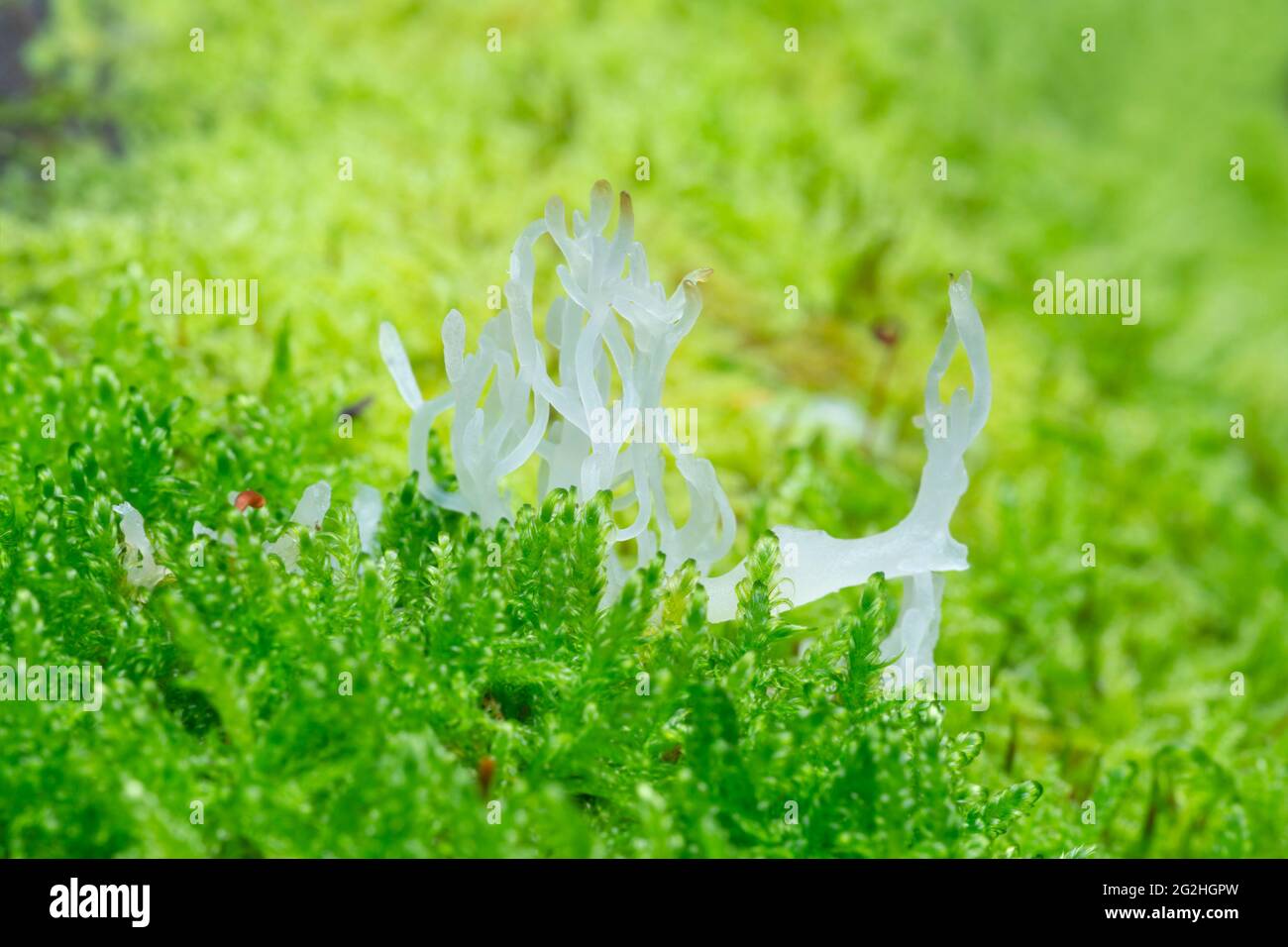 Lentaria epichnoa growing in natural environment Stock Photo