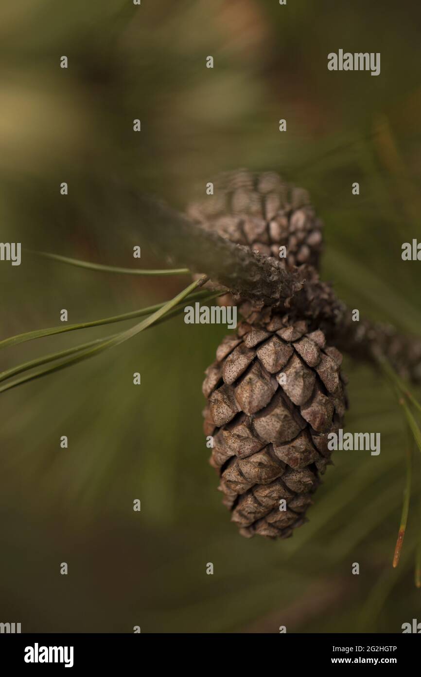 Close-up of pinecone, pine tree branch, dark green background Stock Photo