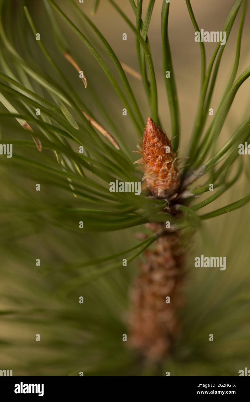 The growth of a new pine cone, blurred natural background Stock Photo