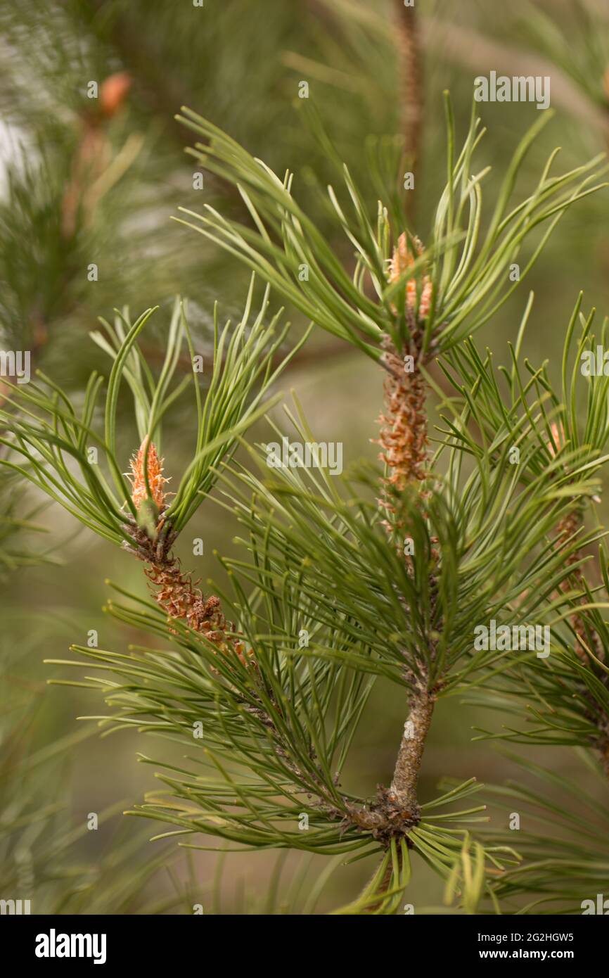 Background branches pine tree hi-res stock photography and images - Alamy