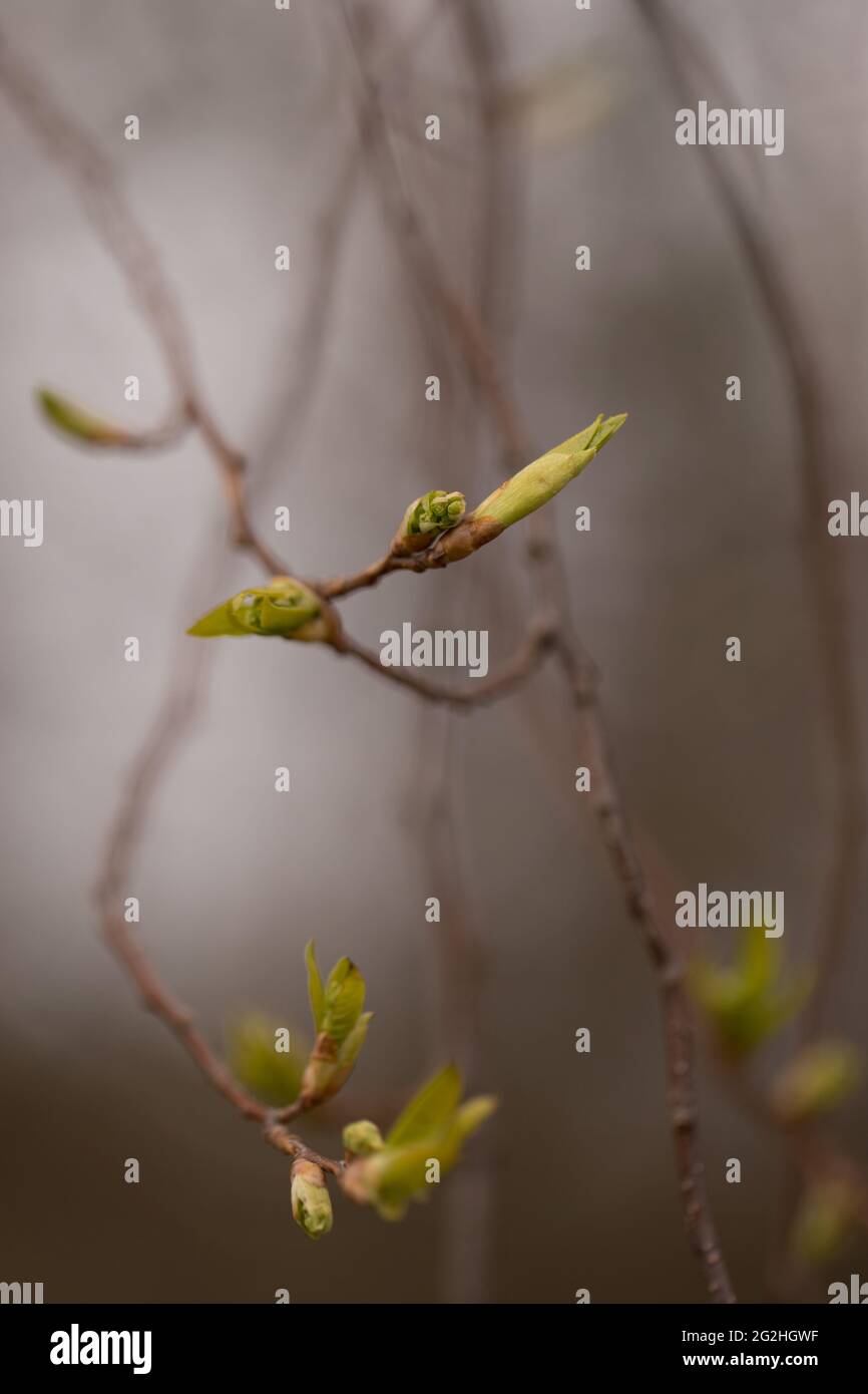 Close-up of new green leaf buds on twig, natural gray brownish background, April Stock Photo