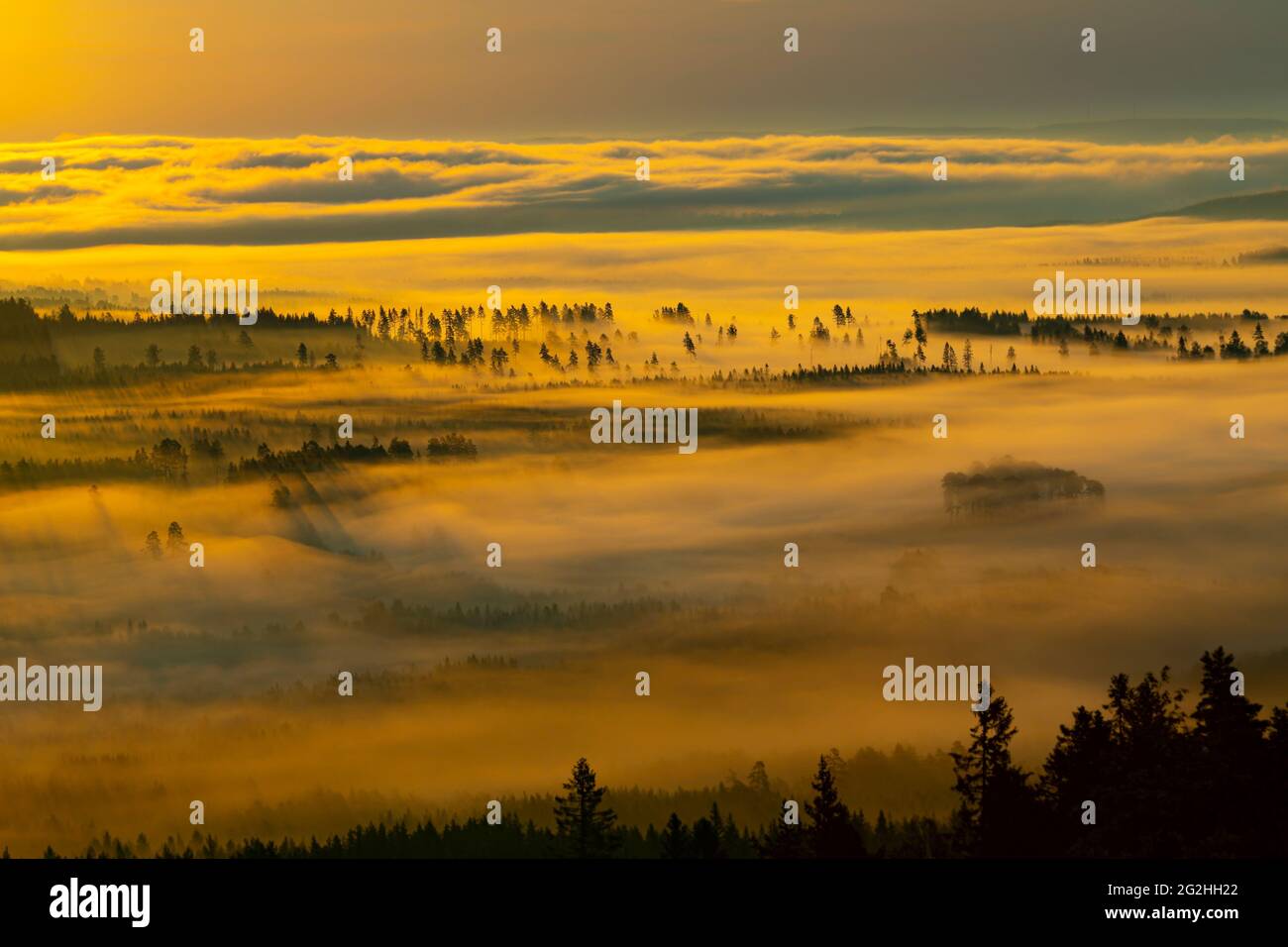 Fog over the forest as the sun rises Stock Photo - Alamy