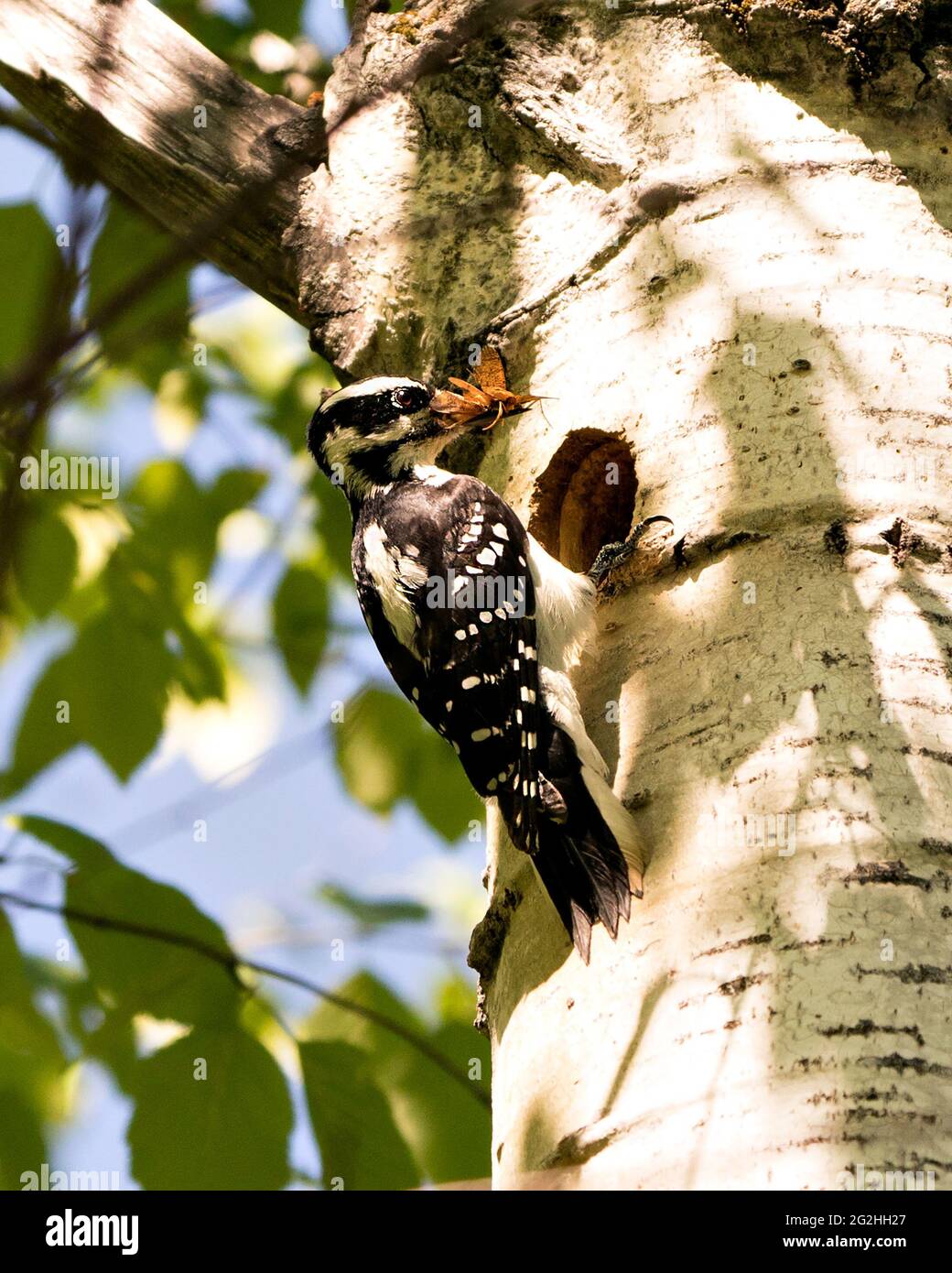 Woodpecker taking food by her nest house in a tree trunk in its environment and habitat. Woodpecker female Hairy Image. Picture. Portrait. Stock Photo