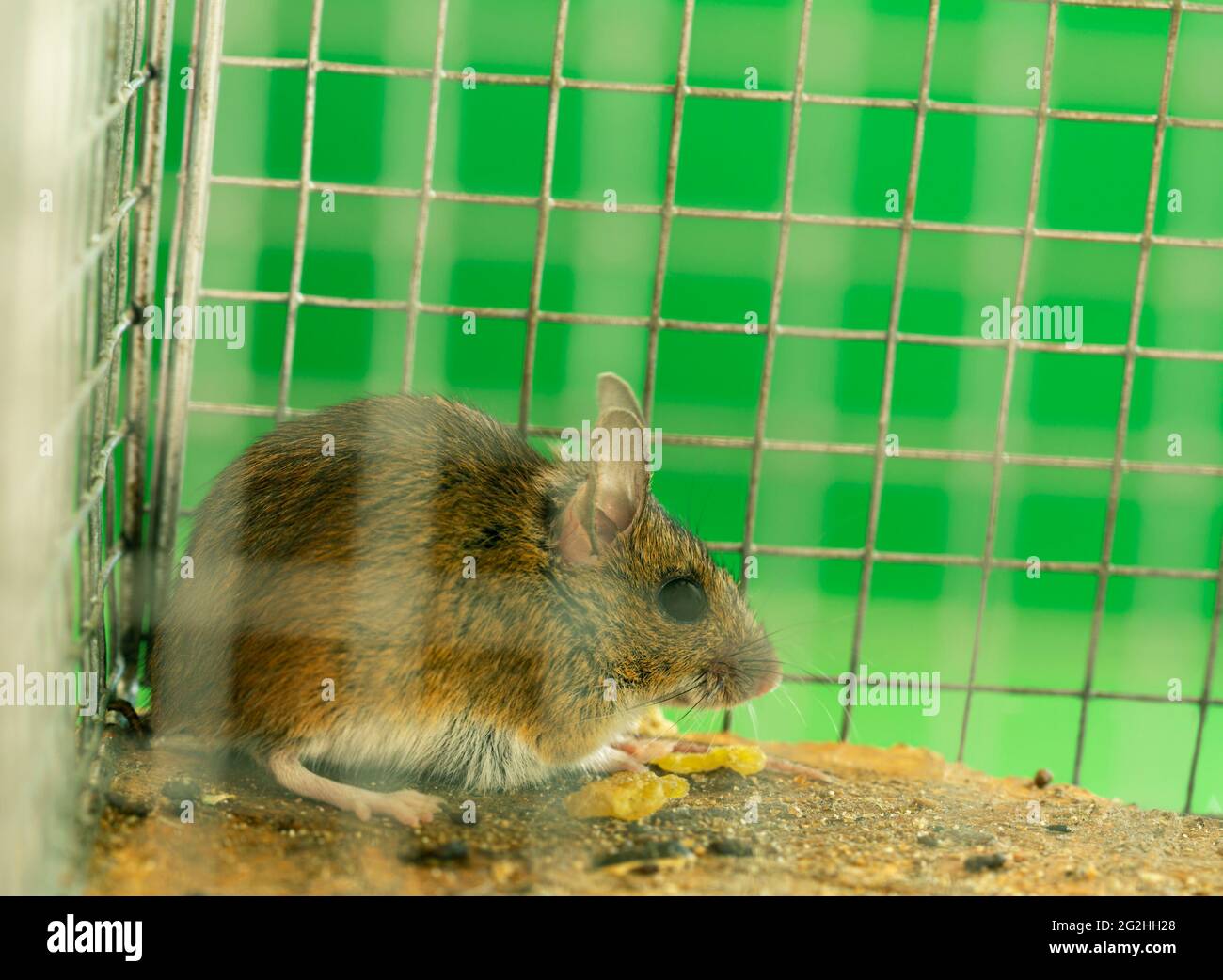 Mouse, Apodemus caught in humane trap Stock Photo